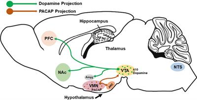 The PACAP Paradox: Dynamic and Surprisingly Pleiotropic Actions in the Central Regulation of Energy Homeostasis